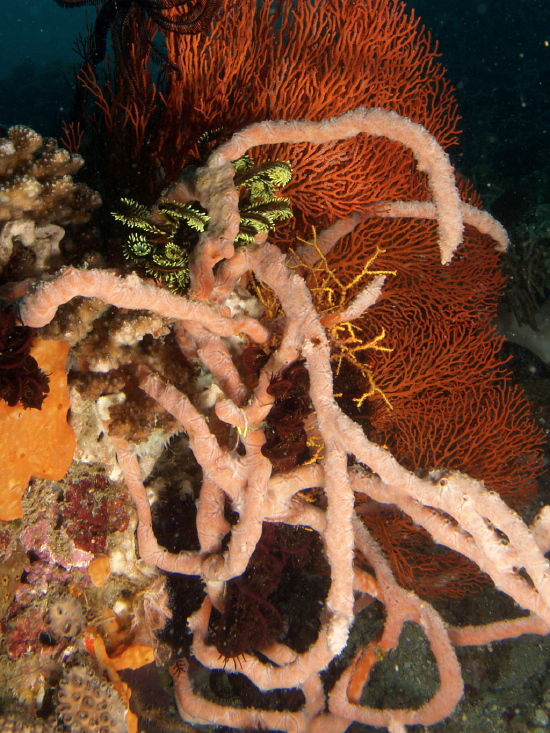  Clathria reinwardti (Many Finger Sponge)